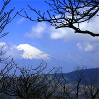 Mount Fuji as seen through tree in the Hakone National Park, Owakudani, Japan