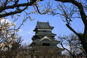 Matsumoto castle with cherry blossom, sakura, Japan