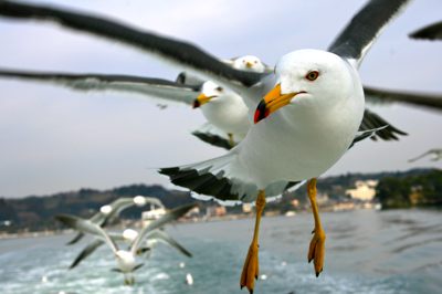 Bird feeding in Matsushima Bay